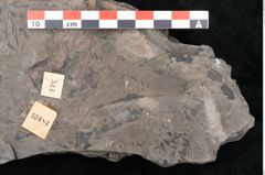 Foto (Detailansicht) von Pecopteris sp. (NHMW-GEO-2024-0188-10484)